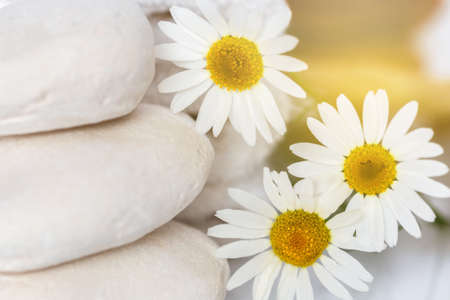 restful image of white stones and daisiesの写真素材
