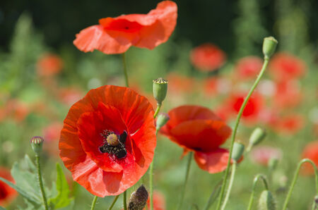 red poppies on green fieldの写真素材
