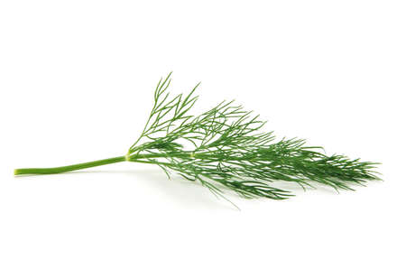 fresh dill on white backgroundの写真素材