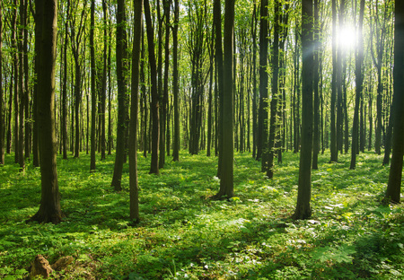 forest trees. nature green wood sunlight backgrounds.の写真素材