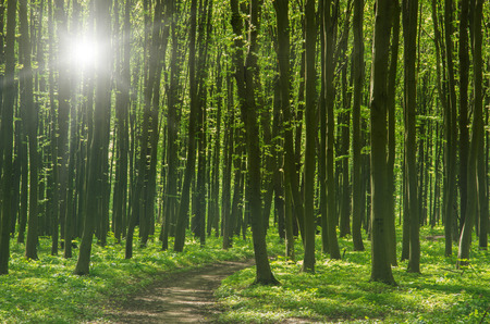 forest trees. nature green wood sunlight backgrounds.の写真素材