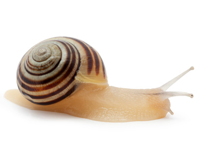 snail on a white background. macroの写真素材
