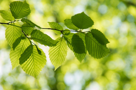 Green leaves backgroundの写真素材