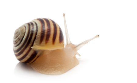 snail on a white background. macroの写真素材