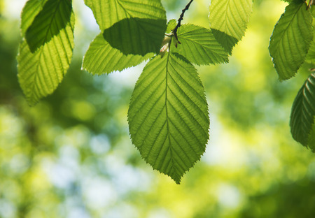 Green leaves backgroundの写真素材