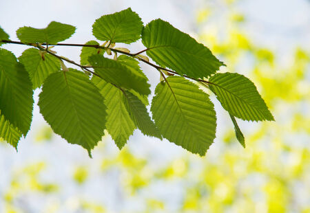 Green leaves backgroundの写真素材