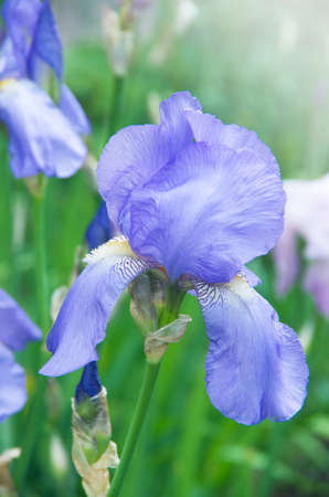 Beautiful bright irises in the summer garden