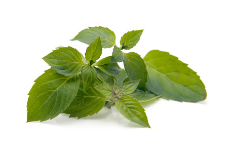mint leavesの写真素材
