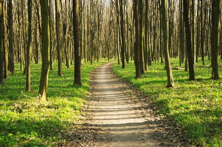 forest without leaves in early spring