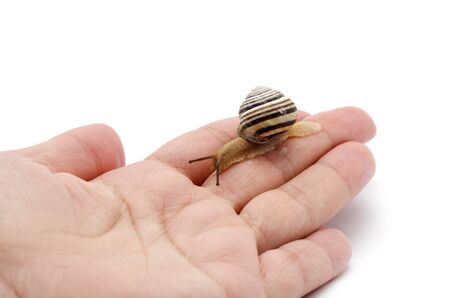 Snailの写真素材