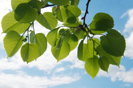 fresh new green leaves