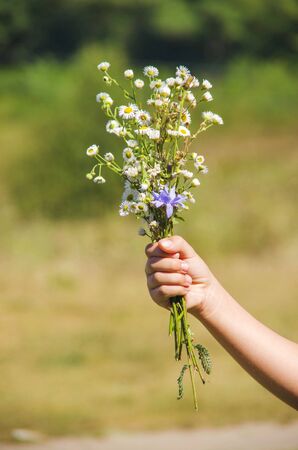bouquet of wildflowersの写真素材