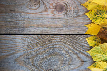 Autumn background with leaves on wooden boardの写真素材
