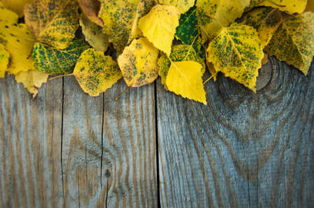 Autumn background with leaves on wooden board
