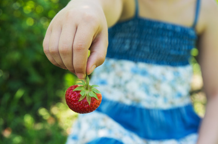 Fresh strawberries in the hands of a childの写真素材