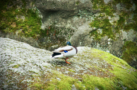 mallard standing with one foot on a rockの写真素材