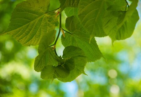 Green leaves backgroundの写真素材