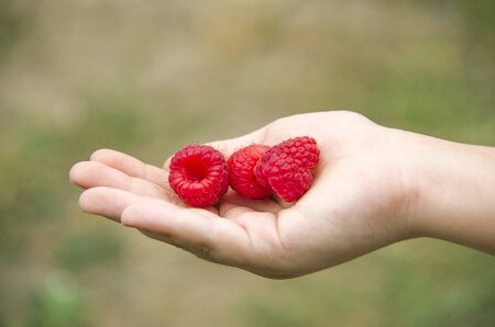 raspberriesの写真素材