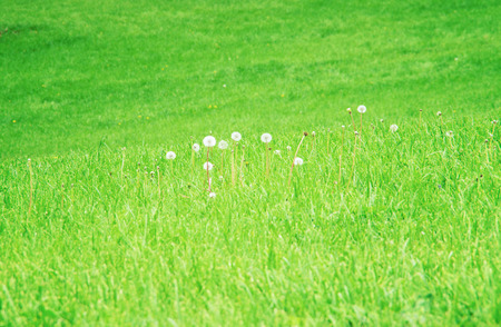 The dandelions on a field.の写真素材
