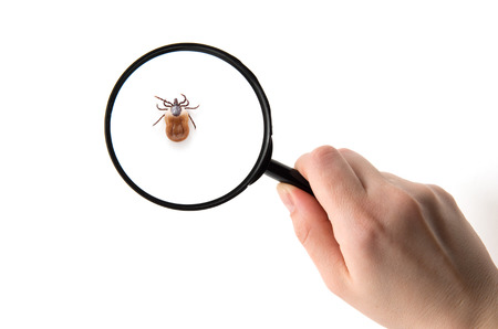 health danger diseasecarrier ticksの写真素材