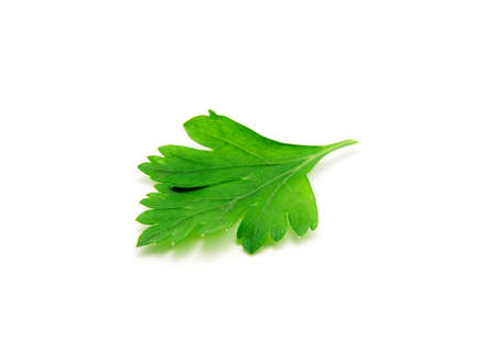 Parsley isolated on whiteの写真素材