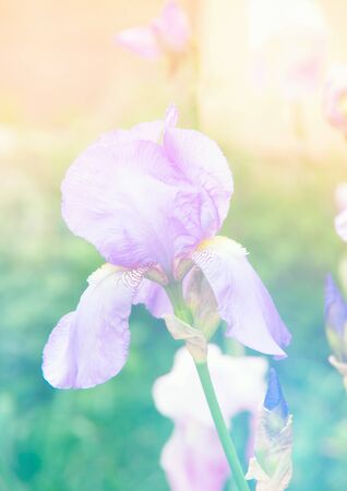 Beautiful bright irises in the summer gardenの写真素材