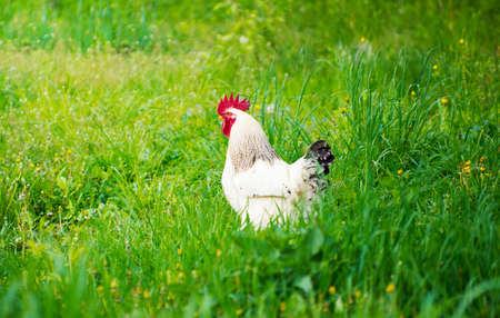 Rooster in green field. Free cock isolated.の写真素材