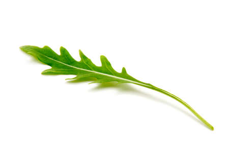 Green arugula leaf isolated on whiteの写真素材