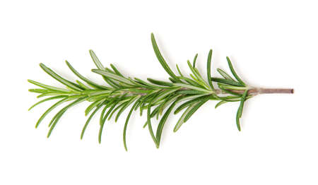 Twig of rosemary on a white backgroundの写真素材