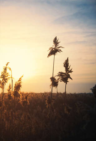 bulrushes against sunlight over sky background in sunset