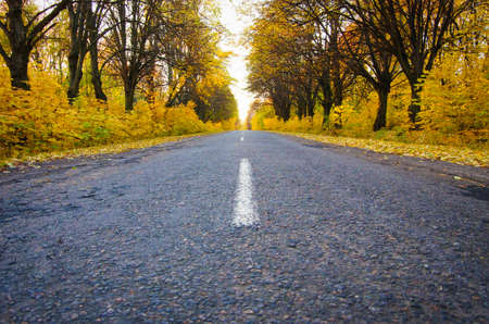 Road in the autumnal forestの写真素材