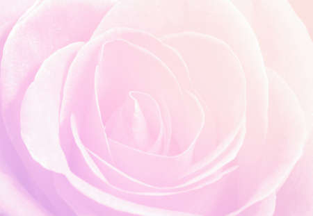 Close up macro of a pink roseの写真素材