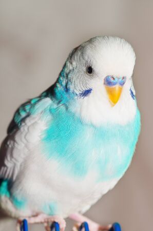 Blue budgerigarの写真素材