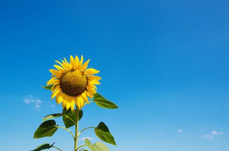 Sunflowers blooming in farm with blue sky.の写真素材
