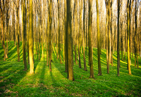forest without leaves in early springの写真素材