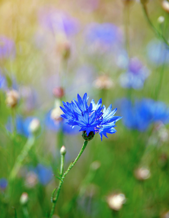 Beautiful wildflowers cornflowersの写真素材