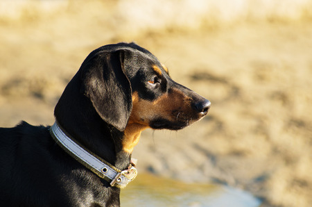 Black and red dachshund portrait against blurred nature backgroundの写真素材