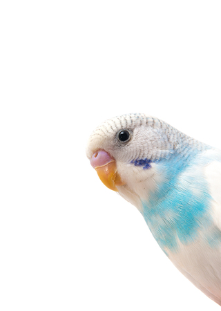 Blue budgerigarの写真素材