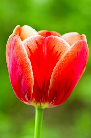 beauty red tulipの写真素材