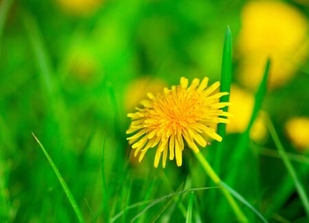 Dandelions in the meadow.の写真素材