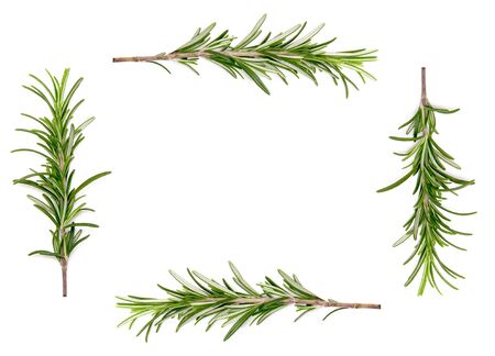 Twig of rosemary on a white backgroundの写真素材