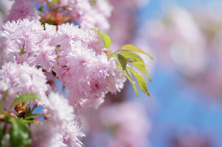 Sakura cherry flower blossom in spring