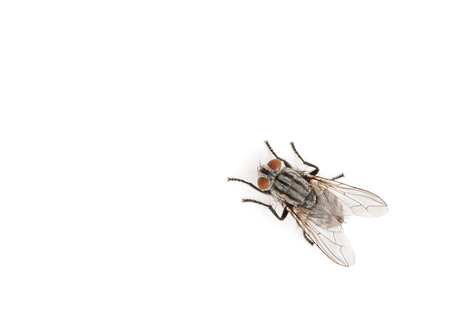 fly isolated on a whiteの写真素材