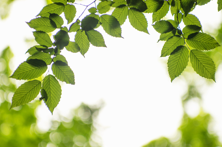 Green leaves over abstract backgroundの写真素材