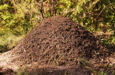 Big anthill in the woods.の写真素材