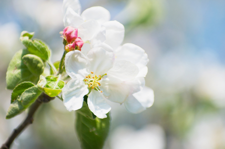 Spring Apple Blossom over blue sky.の写真素材