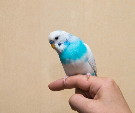 Budgerigar sitting on handの写真素材