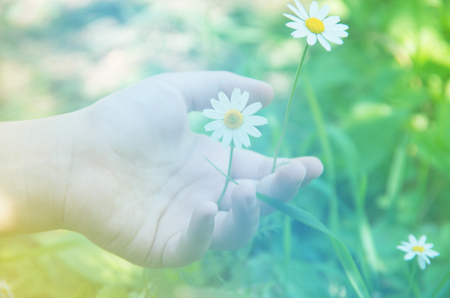 Selective focus of touching the chamomile flowersの写真素材