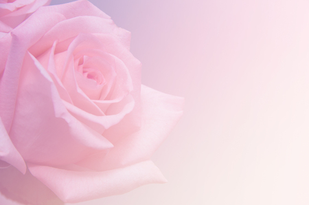 Close-up of garden roseの写真素材