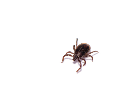 Disease-carrier ticks isolated on whiteの写真素材